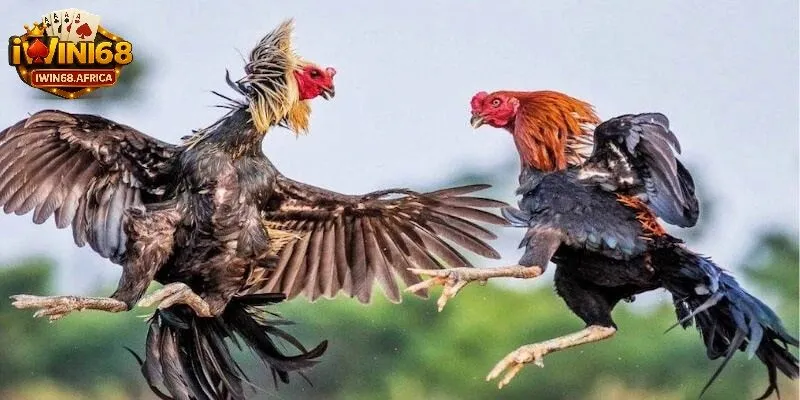 Chiến thuật và mẹo chơi cách đá gà hiệu quả
